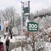 Exploring A Zoo In Winter