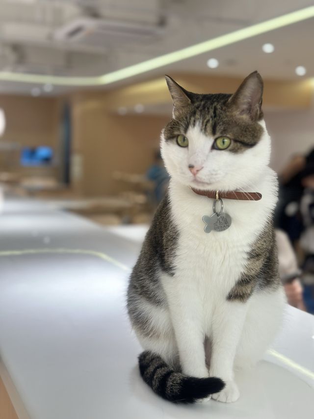 😹荔枝角貓貓Cafe 萌爆貓貓陪你食大餐