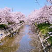 五条川の桜