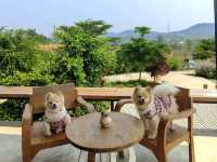 คาเฟ่Pet Friendly อยู่ที่ท่ากระดาน จ.กาญจนบุรี 