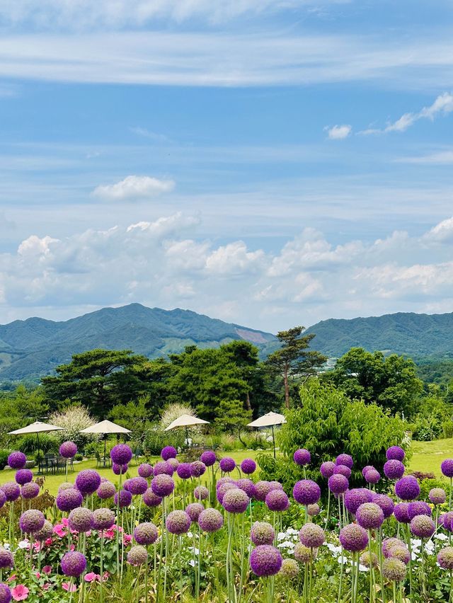지금가면 너무 예쁜 한국의 지베르니🌱💚
