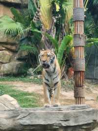 深圳野生動物園：瞬間拉近野生世界與人的距離