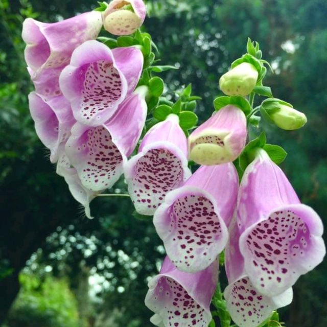 💟超級夢幻濱海花園💟