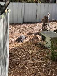 Let’s Meet some Aussie’s Animals!
