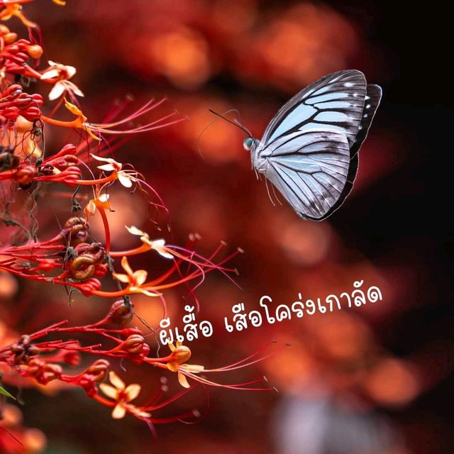 ลานกางเต็นท์ อุทยานแห่งชาติแก่งกระจาน จ.เพชรบุรี