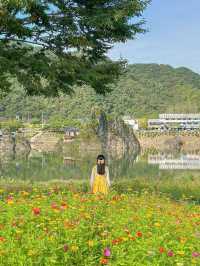 황화코스모스 물결 가득 찬 단양🌼💛