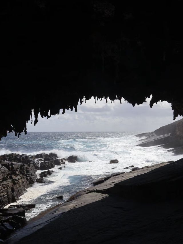 🏝️🦘🐨🦭阿德萊德袋鼠島～動物王國🏝️🦘🐨🦭