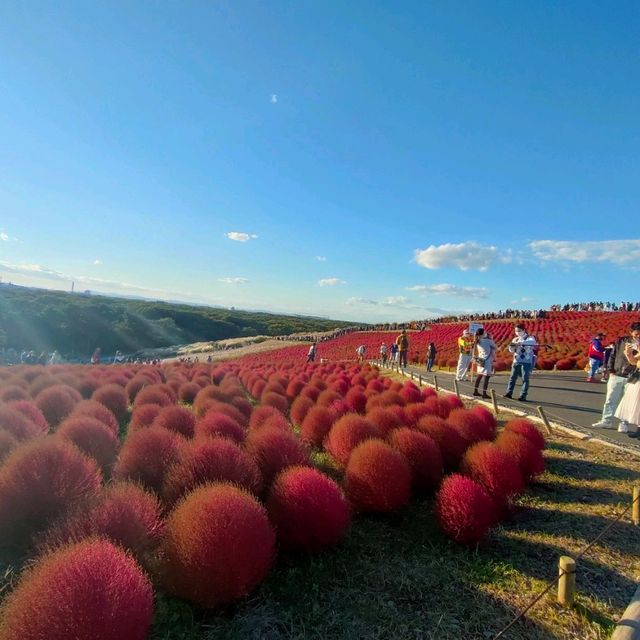 Kochia season and Apple picking 