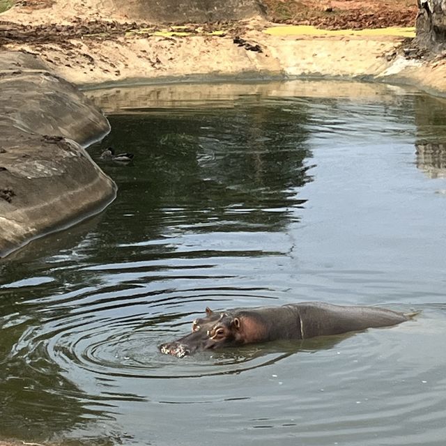 童年的回憶六福村主題遊樂園！