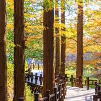 剛泉山郡立公園 ⛰️🌲自然奇觀🚶🌄