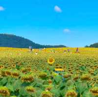 ทุ่งทานตะวันเขาใหญ่ บานสะพรั่งรับลมหนาว🌻