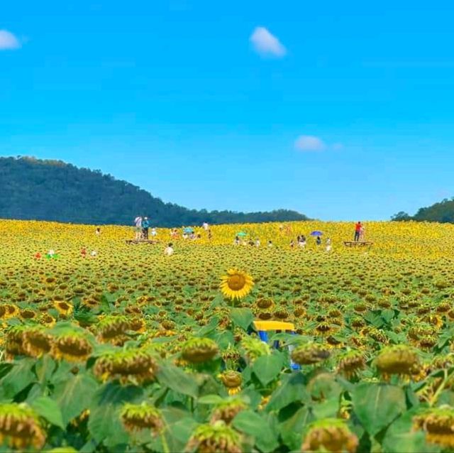 ทุ่งทานตะวันเขาใหญ่ บานสะพรั่งรับลมหนาว🌻
