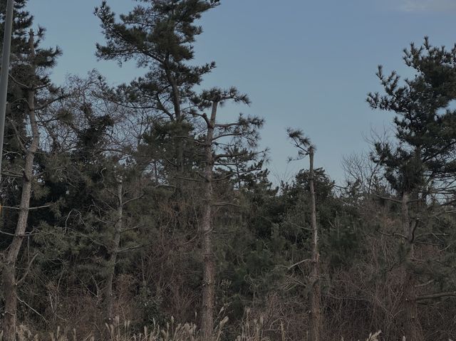 겨울-봄의 제주도는 아름다웠다…😌