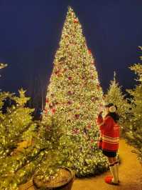 크리스마스 경주 트리맛집으로 핫했던 라한셀렉트경주🎄