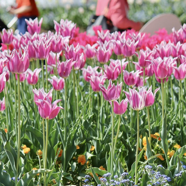 Tonami Tulip Park 💐🌷