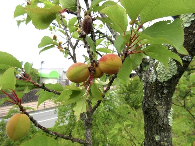 Fruit Park Paradise in Yamanashi 