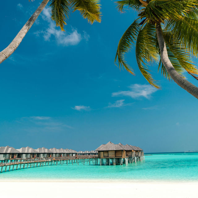 Maldives Bliss