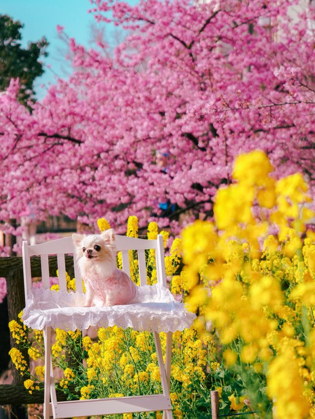 関西一の河津桜スポット🌸