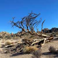 Spontaneous trip to Joshua Tree