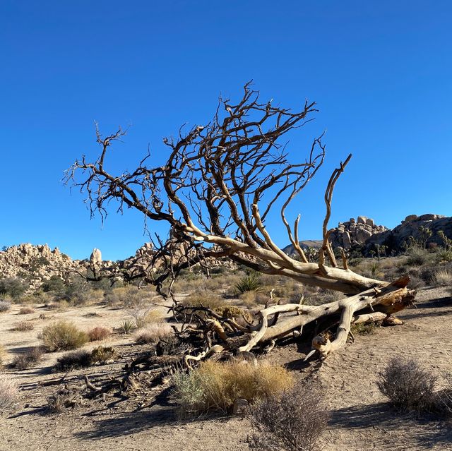 Spontaneous trip to Joshua Tree