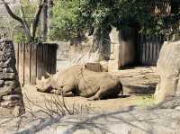 Okapi and the 2 Elephants 
