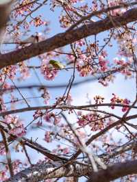 【京都府/伏見】京都で行きたい人気の早咲き桜スポット