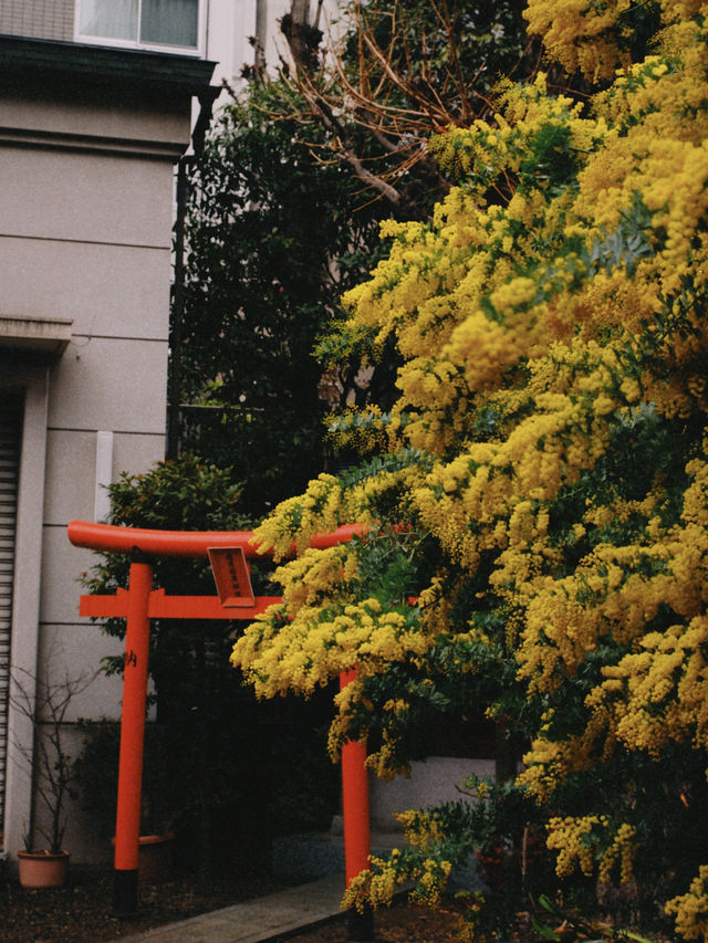 藏前神社金合歡滿開