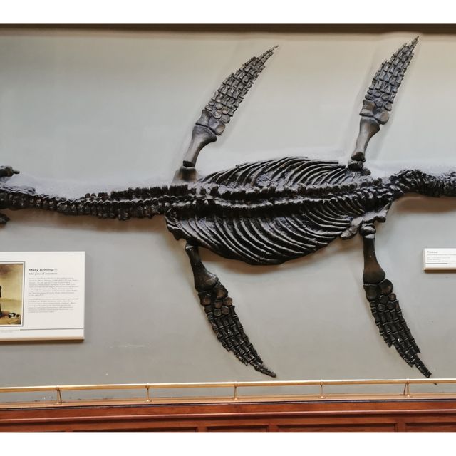 See Real Dinosaur Bones in This FREE Museum