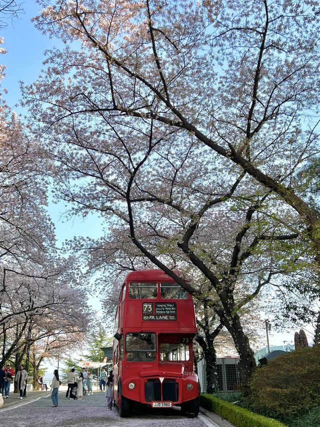대구 벚꽃 성지🌸 대구이월드🎠