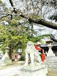 【玉前神社/千葉県】黒塗り社殿と桜の共演