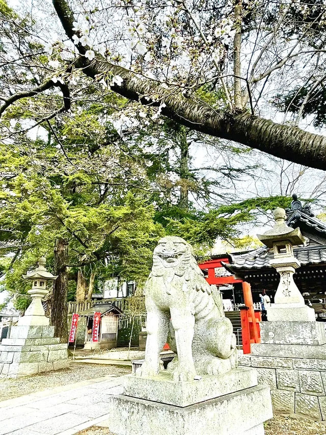 【玉前神社/千葉県】黒塗り社殿と桜の共演