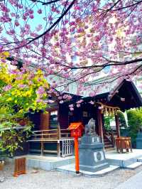 【藏前神社/東京都】ミモザと桜のコラボレーション