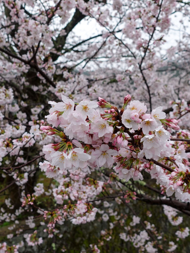 Spring in Arashiyama