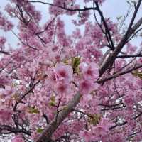 Kawazu Sakura festival in Japan