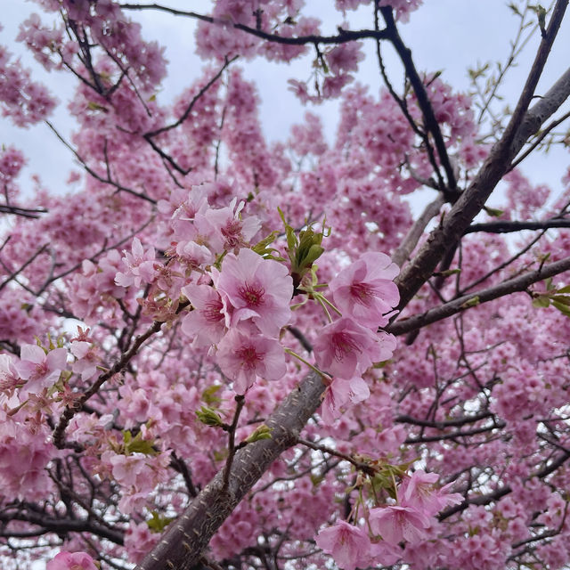 Kawazu Sakura festival in Japan