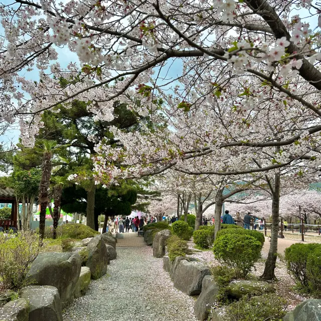 Cherry Blossom Viewing at Jinhae Gyeonghwa Station Park