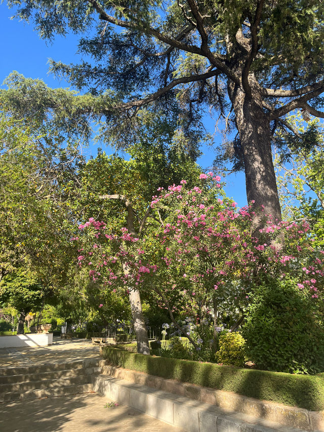 고지대에서 느끼는 봄🌲🌳🌷🌺 다양한 나무와 꽃들의 향연