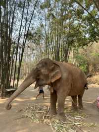 코끼리를 안고 쓰다듬고 씻겨줄수 있다?!🐘치앙마이 커쇼우 코끼리 캠프