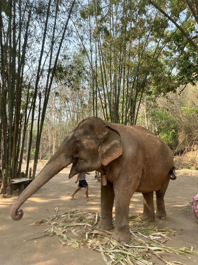 코끼리를 안고 쓰다듬고 씻겨줄수 있다?!🐘치앙마이 커쇼우 코끼리 캠프