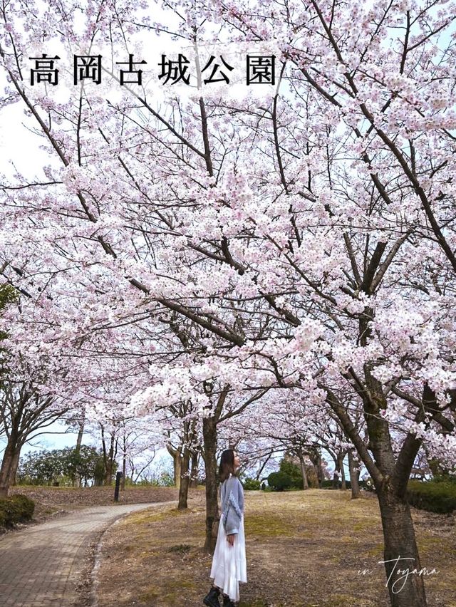 【富山】18種類1,800本もの桜が植えられている公園