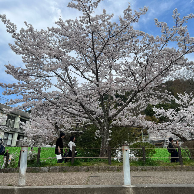 京都 哲學之道