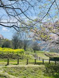 【奈良県】桜が美しい春の国営飛鳥歴史公園