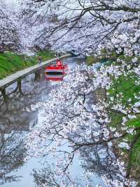 【富山】桜並木の下で遊覧船が行き交う絶景スポット