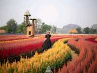 วิ่งเล่นท่ามกลางทุกดอกซิโรเซีย@กาญจนบุรี