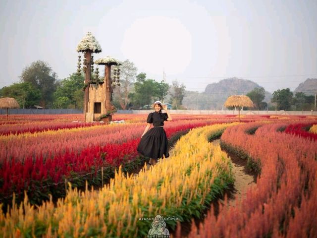 วิ่งเล่นท่ามกลางทุกดอกซิโรเซีย@กาญจนบุรี