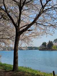 군산에 벚꽃 보러 은파호수공원 갈래?