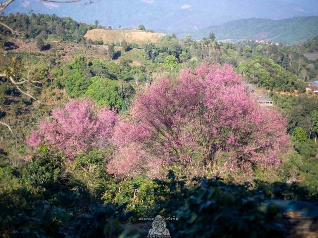 พญาเสือโคร่งบาน ที่ดอยปางขอน💮💮