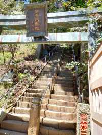 【大山阿夫利神社/神奈川県】春は華やかな枝垂れ桜のもとで参拝