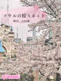 【韓国・蚕室】ソウルの桜の名所・石村湖で見る桜