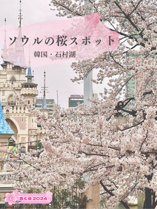 【韓国・蚕室】ソウルの桜の名所・石村湖で見る桜